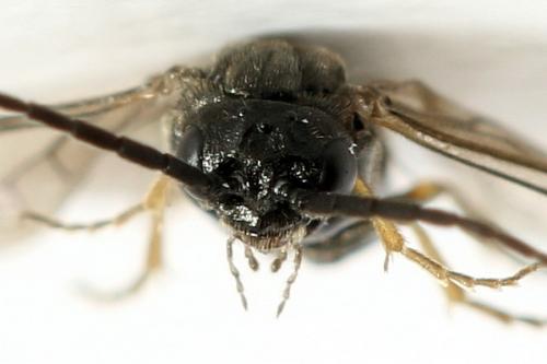 Pseudodineura fuscula