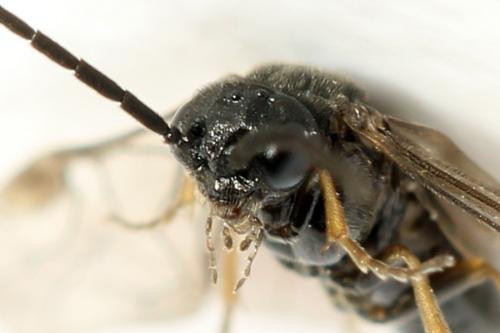 Réf. 313 891 : Pseudodineura fuscula