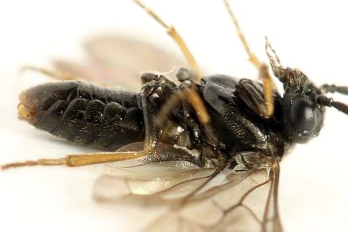 Pseudodineura fuscula