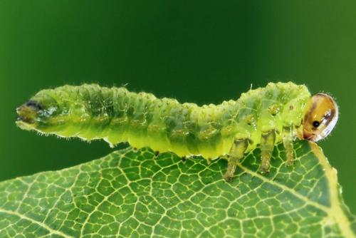 Réf. 313 396 : Arge dimidiata