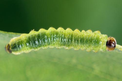 Réf. 313 397 : Arge dimidiata