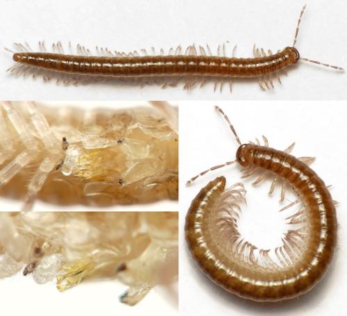 Orthochordeumella pallida
