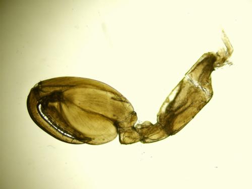 Orchestia mediterranea