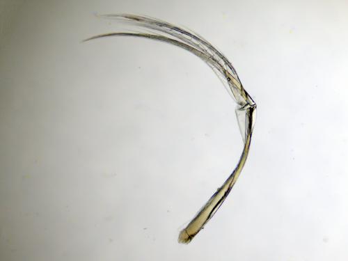 Orchestia mediterranea