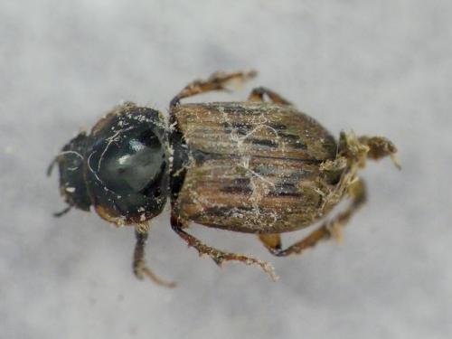 Nimbus contaminatus