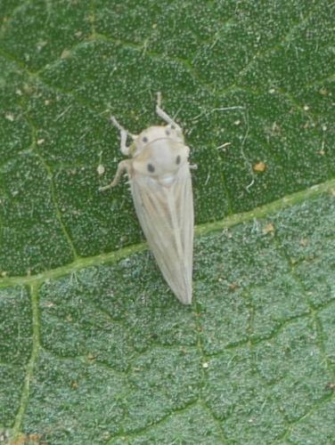 Austroagallia sinuata