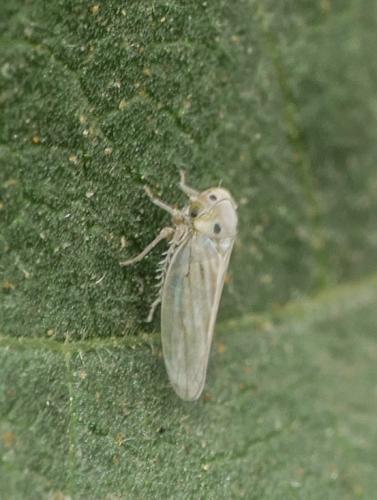 Réf. 313 031 : Austroagallia sinuata