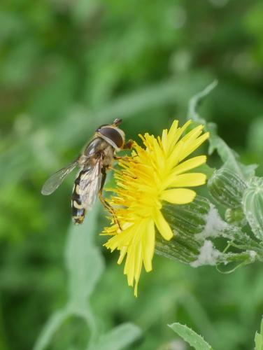Scaeva selenitica
