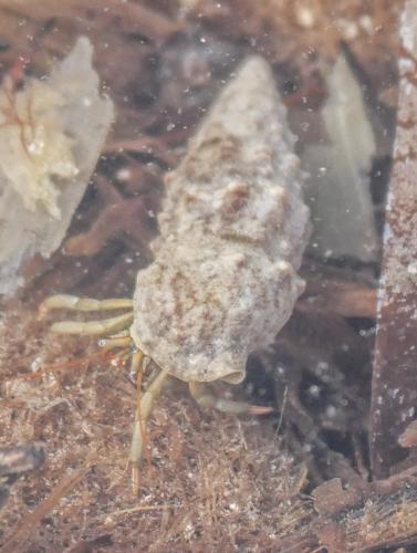 Clibanarius erythropus