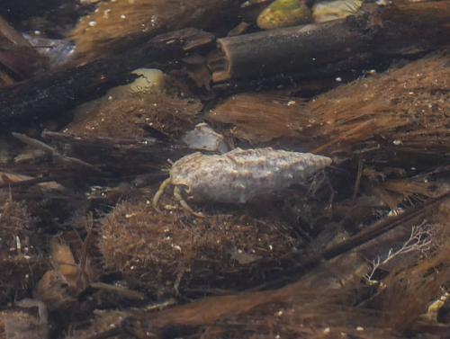 Clibanarius erythropus