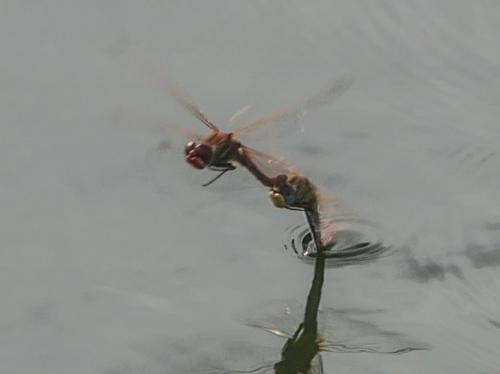 Sympetrum fonscolombii