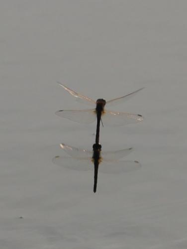 Sympetrum fonscolombii