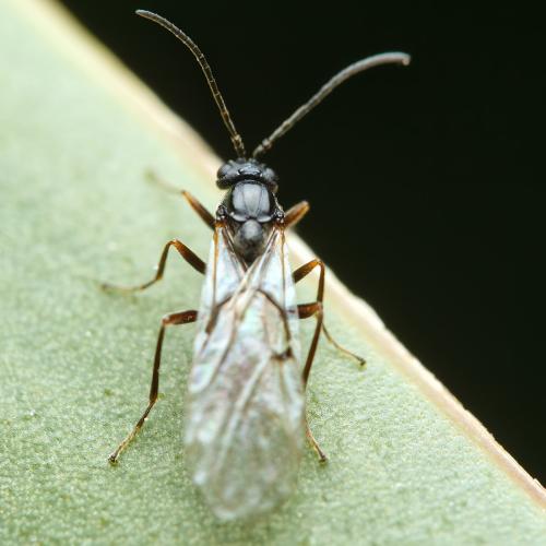 Cynipini