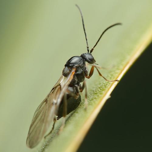 Réf. 313 799 : Cynipini inconnu