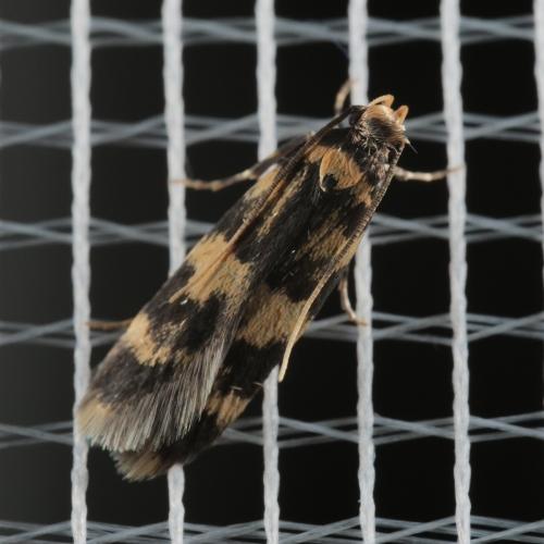 Oegoconia sp.