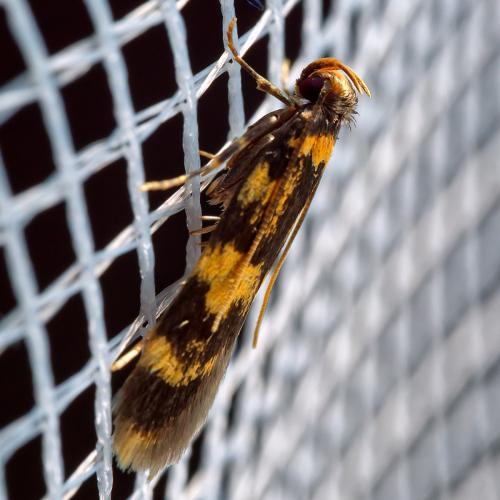 Oegoconia sp.