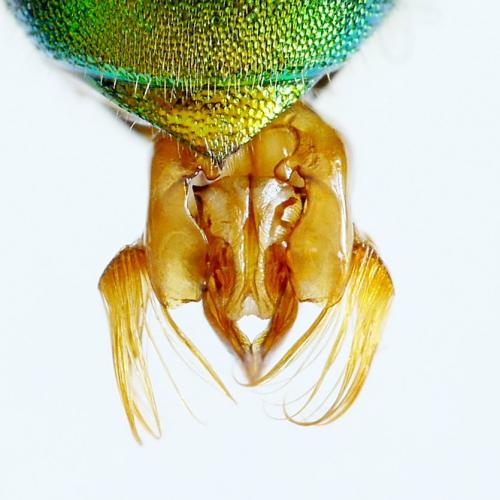 Réf. 313 261 : Euglossa chalybeata