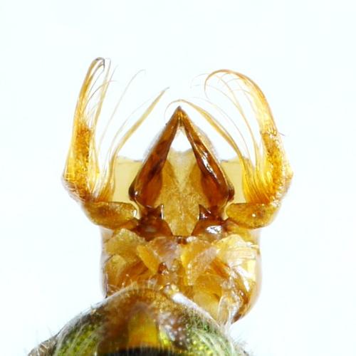 Réf. 313 262 : Euglossa chalybeata