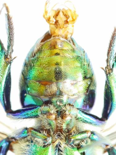 Réf. 313 424 : Euglossa chalybeata