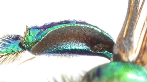 Réf. 313 786 : Euglossa chalybeata