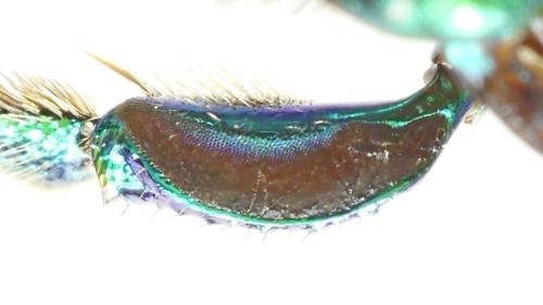 Réf. 313 825 : Euglossa chalybeata