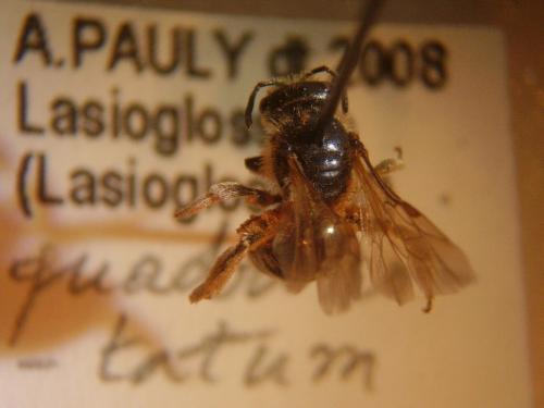 Lasioglossum quadrinotatum