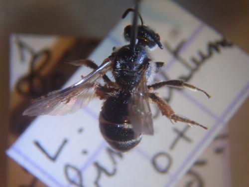 Lasioglossum bimaculatum