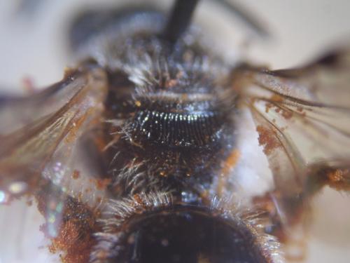 Lasioglossum bimaculatum