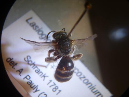 Lasioglossum leucozonium