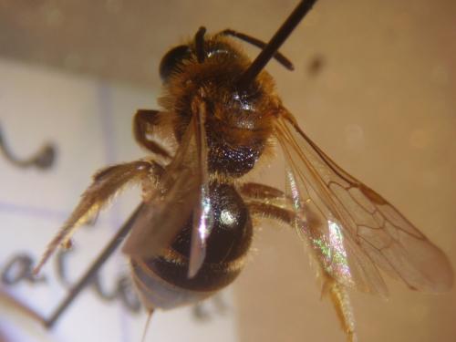 Lasioglossum laevigatum