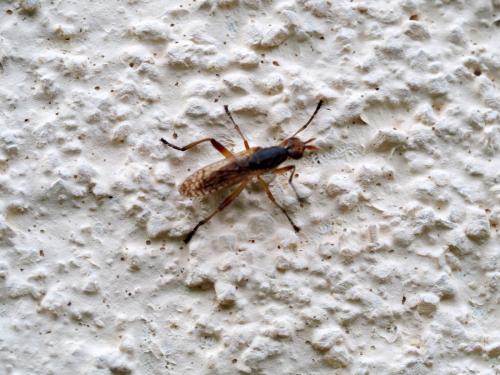 Dichetophora obliterata