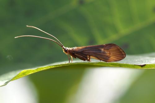 Réf. 313 039 : Anabolia nervosa