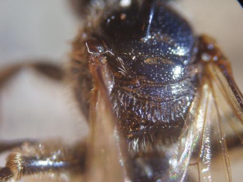 Lasioglossum discum