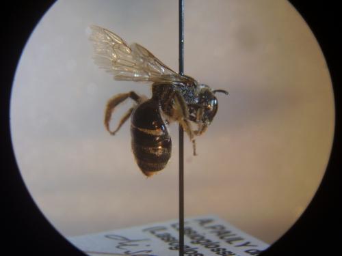 Lasioglossum discum