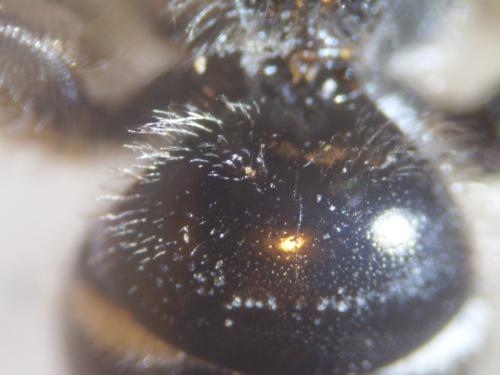 Lasioglossum bimaculatum