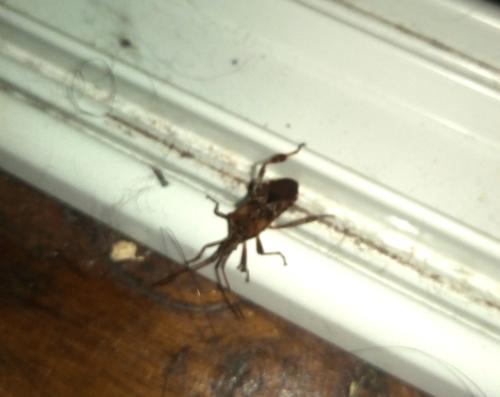 Leptoglossus occidentalis