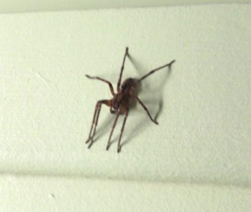 Zoropsis spinimana