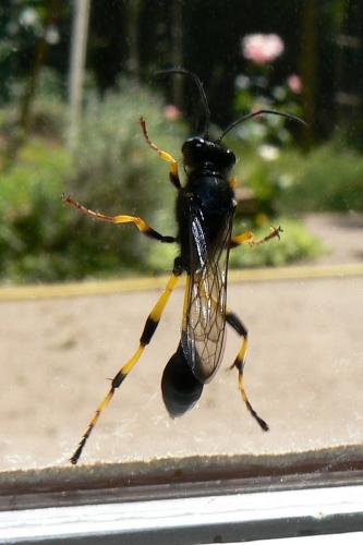 Sceliphron spirifex
