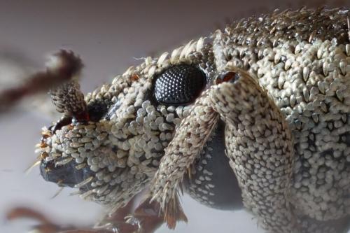 Réf. 313 777 : Pseudomeira rustica