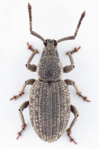 Réf. 313 758 : Pseudomeira rustica