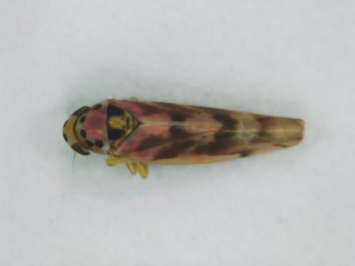 Linnavuoriana decempunctata