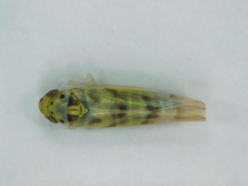 Linnavuoriana sexmaculata