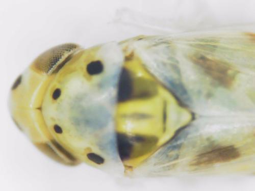 Linnavuoriana sexmaculata