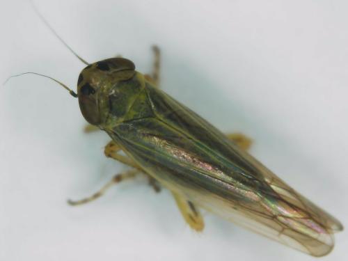 Réf. 313 441 : Cicadula (persimilis-quadrinotata)