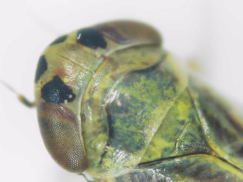 Réf. 313 442 : Cicadula (persimilis-quadrinotata)