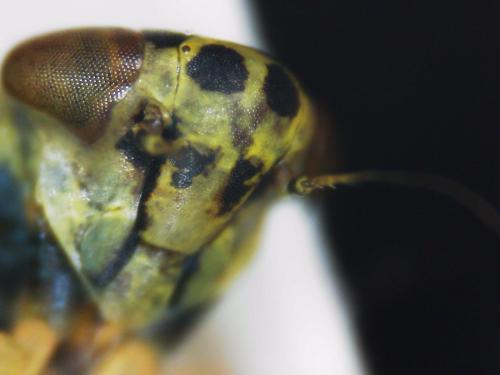 Réf. 313 443 : Cicadula (persimilis-quadrinotata)