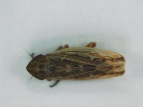 Psammotettix sp.