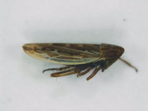 Psammotettix sp.