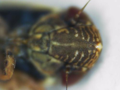 Psammotettix sp.