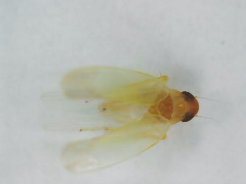 Typhlocybinae